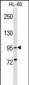 XPR1 Antibody (N-term)